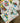 Notecards Wallet - The Very Hungry Caterpillar Ballooons