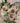 Spot Mug Berry/Apple