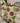 Spot Mug Berry/Apple