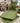 Serving Plate Eucalyptus Square