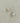 Coco Pearl Studs 11mm