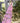 Nightie Stripe Floral Pink