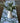 Bec Fing Designs Table Runner Olive Berries